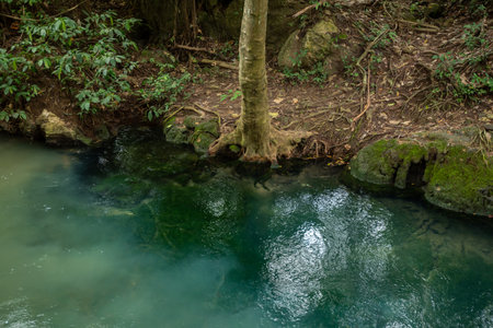 The view of tropical forest and the clear water stream in Thailandの写真素材