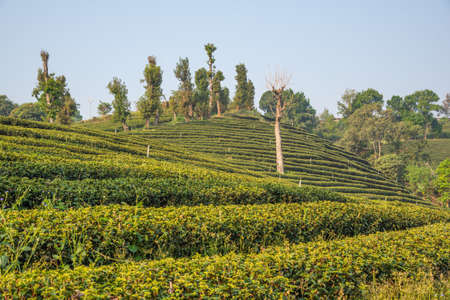 The tea plantations background , Tea plantations in morning light