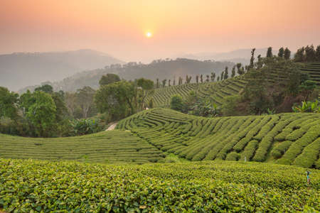 The tea plantations background , Tea plantations in morning lightの写真素材