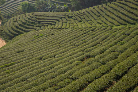 The tea plantations background , Tea plantations in morning lightの写真素材