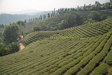 The tea plantations background , Tea plantations in morning lightの写真素材