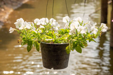 White flower in a flower pot on a nature backgroundの写真素材