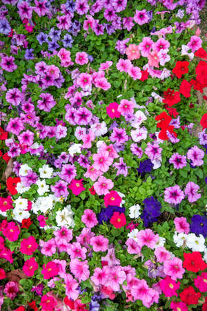Colorful spring flowers on a meadow nature background