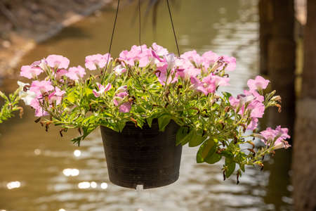 Pink flower in a flower pot on a nature backgroundの写真素材