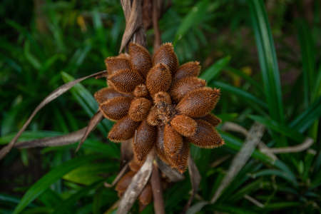 Red Salacca. Salak, snake fruits with tree in the gardenの写真素材
