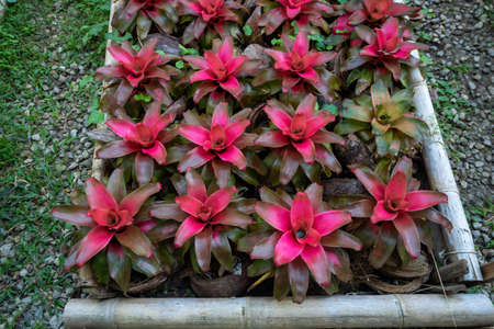 Bromeliad (Vriesea) tropical plant colorful bromeliad leaves in the gardenの写真素材