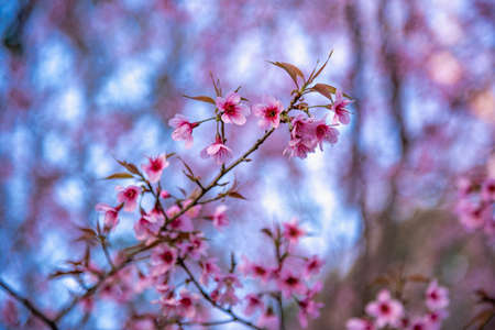 Pink sakura flower, Cherry blossom ,Himalayan cherry blossom with brunch and leavesの写真素材