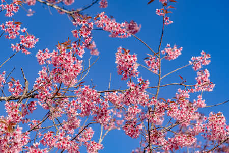 Pink sakura flower, Cherry blossom ,Himalayan cherry blossom with brunch and leavesの写真素材