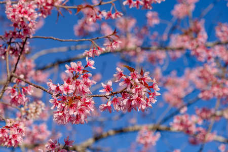 Pink sakura flower, Cherry blossom ,Himalayan cherry blossom with brunch and leavesの写真素材