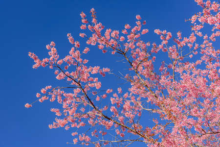 Pink sakura flower, Cherry blossom ,Himalayan cherry blossom with brunch and leavesの写真素材