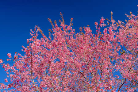 Pink sakura flower, Cherry blossom ,Himalayan cherry blossom with brunch and leaves