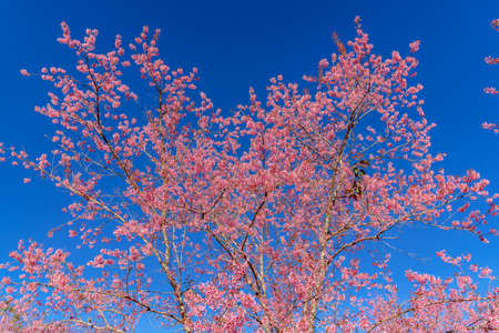 Pink sakura flower, Cherry blossom ,Himalayan cherry blossom with brunch and leavesの写真素材