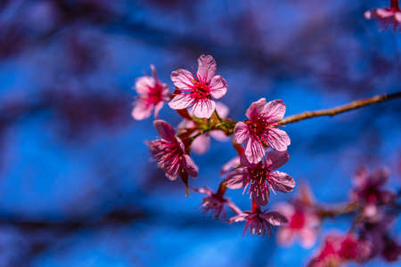 Pink sakura flower, Cherry blossom ,Himalayan cherry blossom with sakura trees