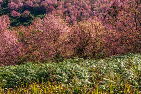 Pink sakura flower, Cherry blossom ,Himalayan cherry blossom with sakura treesの写真素材