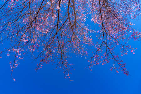 Pink sakura flower, Cherry blossom ,Himalayan cherry blossom with sakura trees