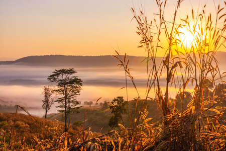 Landscape of the mountains and field with fog on sunrise in Thailandの写真素材