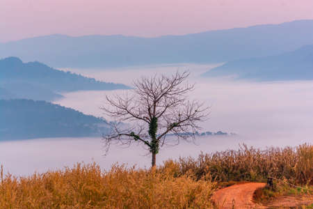 Landscape of the mountains and field with fog on sunrise in Thailandの写真素材