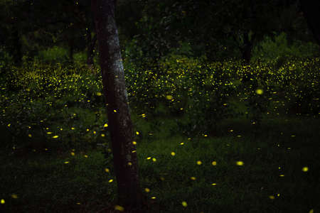 Firefly flying in the forest. Fireflies in the bush at night in Prachinburi Thailand.
