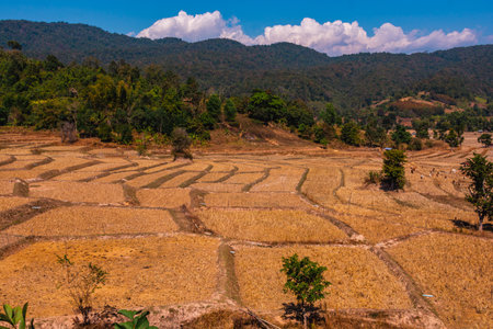 Rice fields after the harvest season in the day turn brownの写真素材