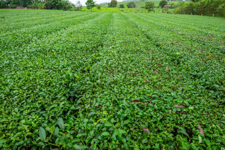 Tea plantation in Moc Chau, Son La, this is the largest tea farm in the north of Vietnam.