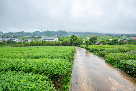 Tea plantation in Moc Chau, Son La, this is the largest tea farm in the north of Vietnam.の写真素材