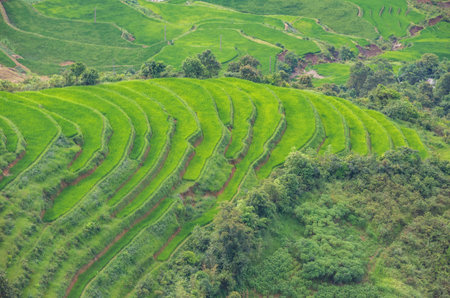 Rice fields on terraces of Mu Cang Chai, YenBai, Vietnam.  Rice fields in Northern of Vietnam.の写真素材