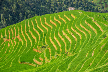 Rice fields on terraces of Mu Cang Chai, YenBai, Vietnam.  Rice fields in Northern of Vietnam.