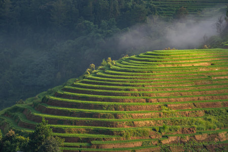 Rice fields on terraces of Mu Cang Chai, YenBai, Vietnam.  Rice fields in Northern of Vietnam.の写真素材
