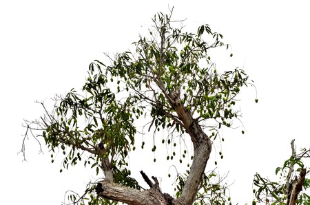 mango tree