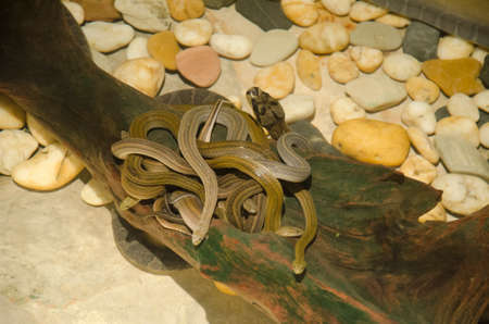 snake