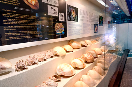 BANGKOK - July 3  Bangkok Seashell Museum on july 3, 2014 in Bangkok, Thailand  More Sea Shell...