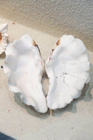 sea shell