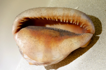 sea shellの写真素材