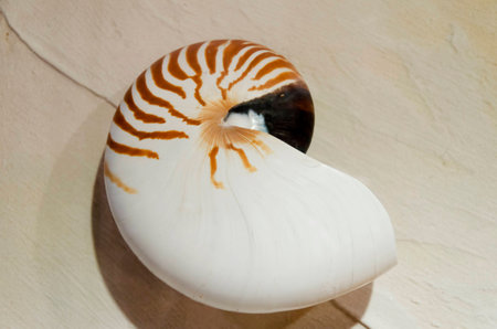 sea shellの写真素材