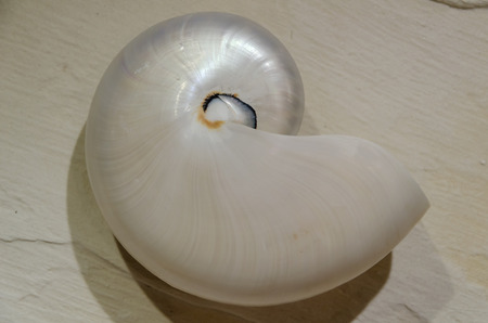 sea shell