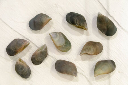 sea shell