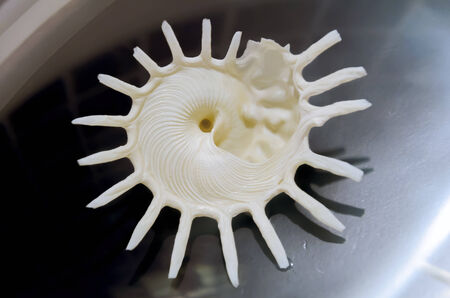 sea shell