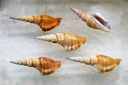 sea shell