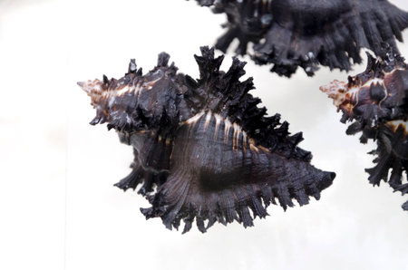 Sea shell
