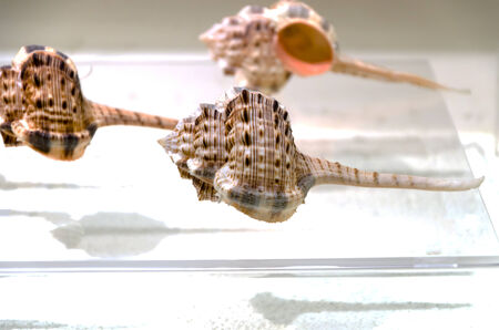 Sea shellの写真素材