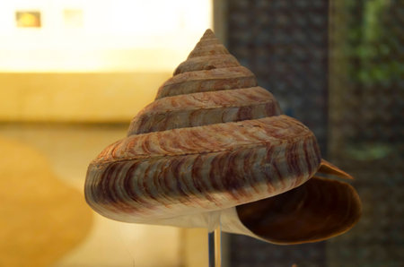 Sea shellの写真素材