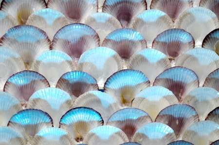 Sea shell wallの写真素材