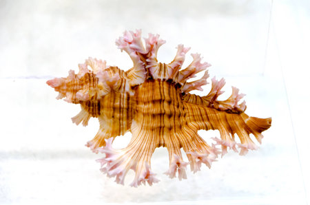 sea shellの写真素材