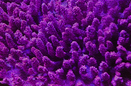 coral backgroundの写真素材