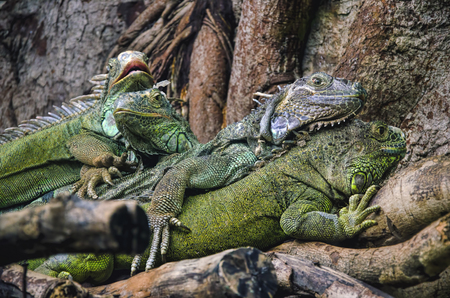 iguanas on the treeの写真素材