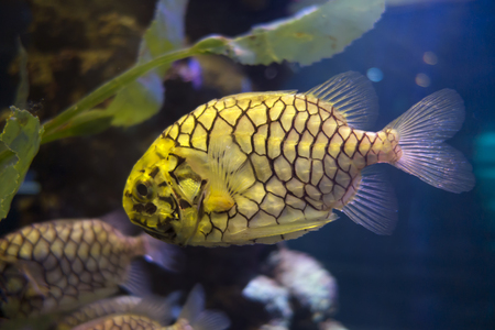 pineapple fish
