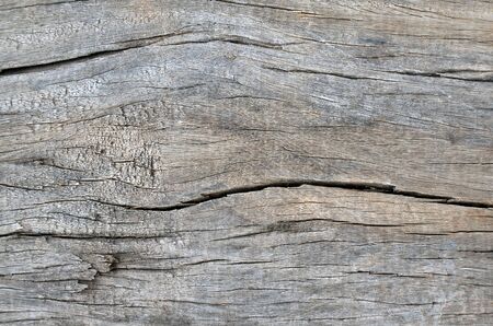 old cracked tree skin texture