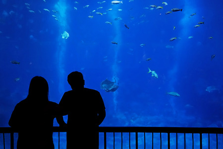 silhouette couple in front of an aquariumの写真素材