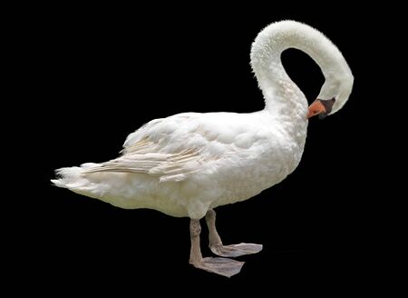 white swan isolated on a black backgroundの写真素材