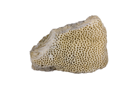 Piece of coral found on the southern coast of Hawaii (Big Island)の写真素材